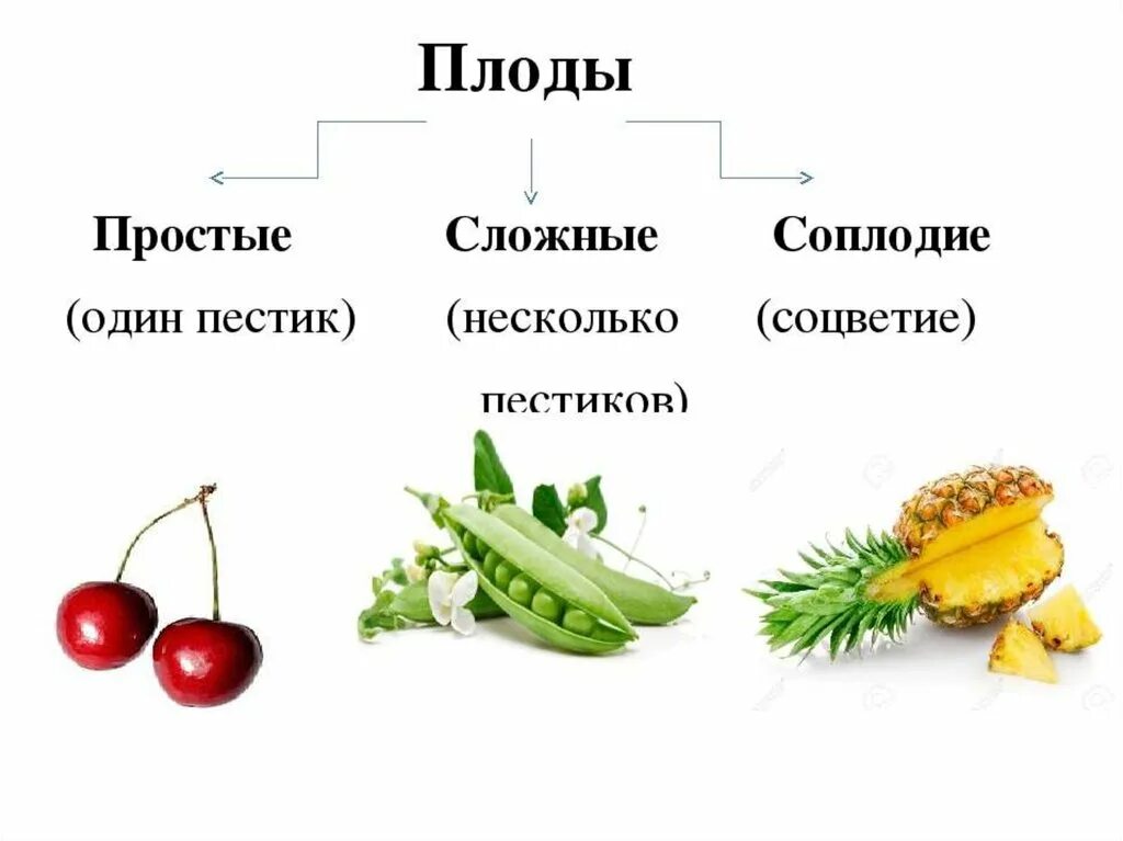 Классификация плодов соплодие. Простые плоды. Простой или сложный плод. Сложные плоды. Простые плоды сложные плоды соплодия