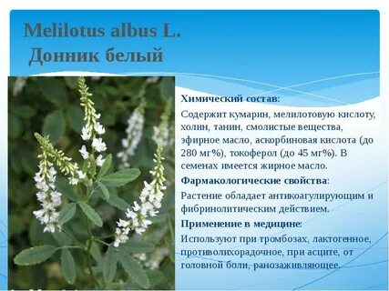 Донник польза