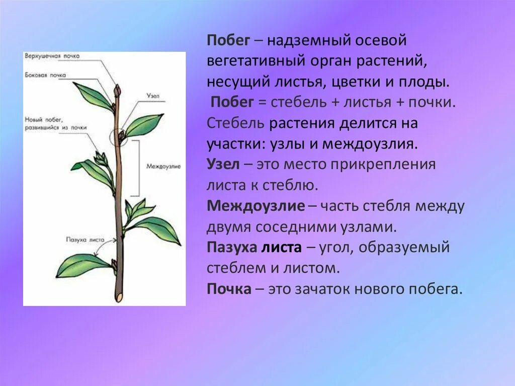 Почему почка побег. Междоузлие у побега. Метамерность побега. Метамерное строение побега. Побег и стебель биология 6 класс.