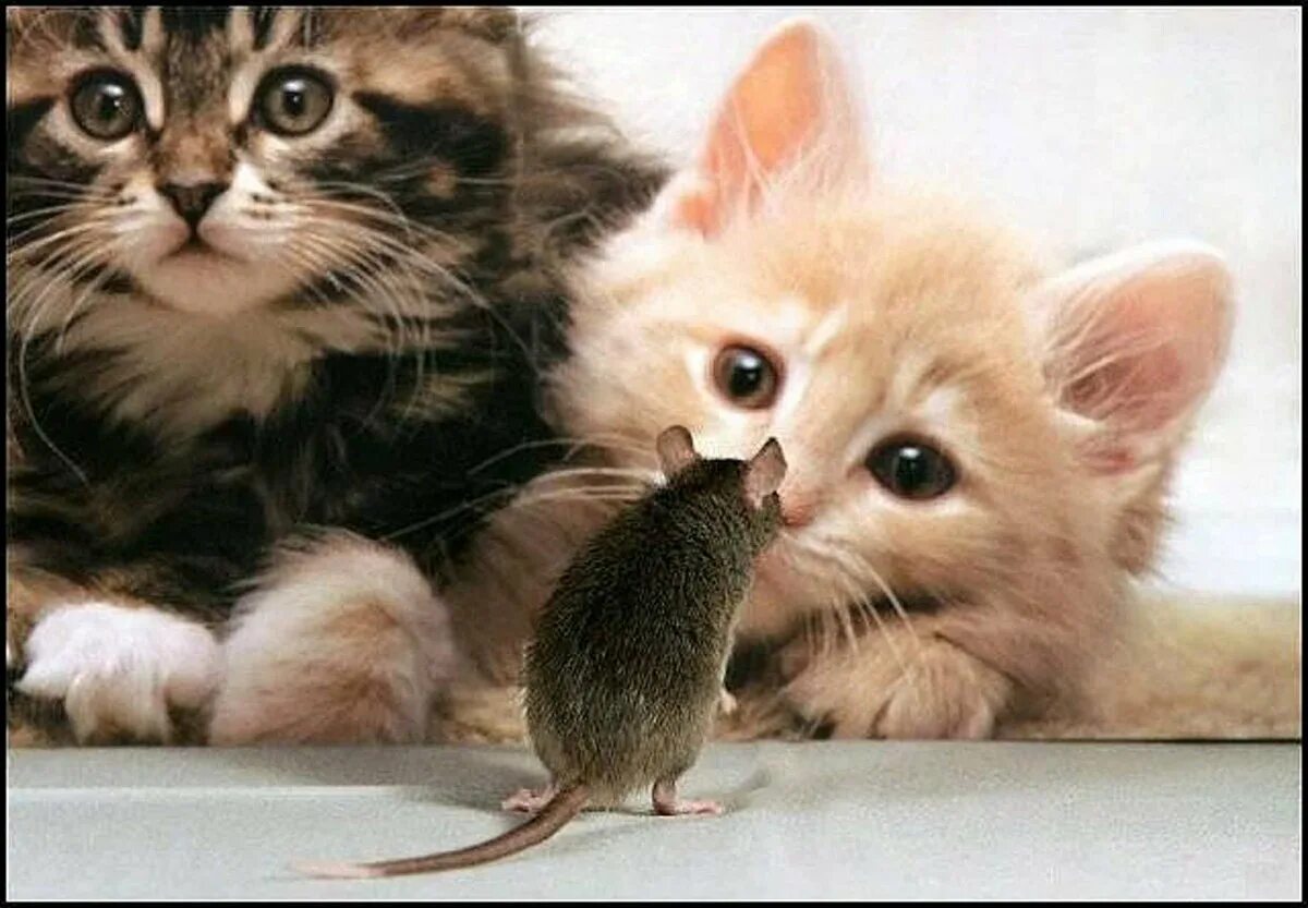 Котенок мышь. Котенок и мышонок. Котенок с мышкой. Смешные котята. Кошки-мышки.