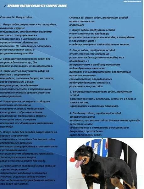 Список собак запрещенных выгулу. Выгул собак без намордника. выгул собак в наморднике. породы собак для выгула без намордника. выгул собак опасных пород.