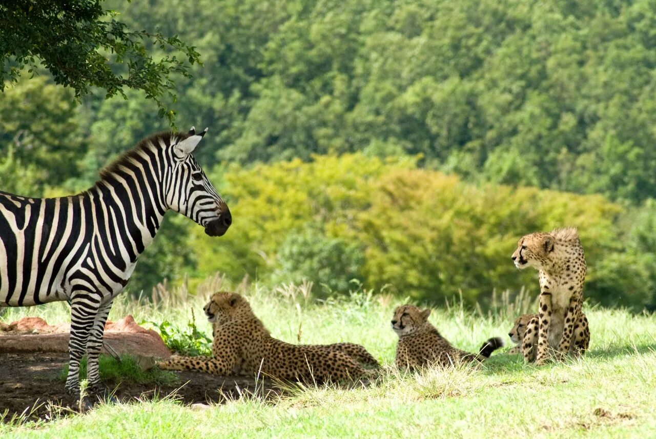 Zoo animals park. Сафари-парк Фудзи. Сафари парк Токио. Сафари-парк зоопарка Сан-Диего. Московский сафари парк.