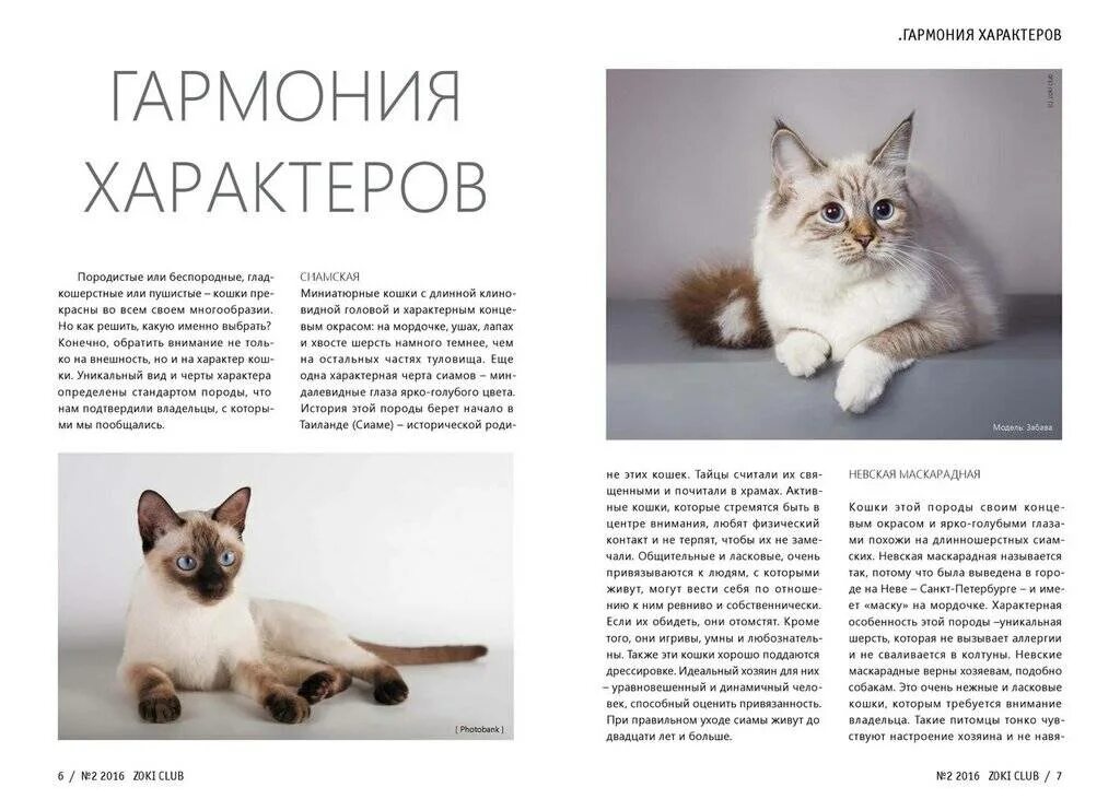 Породы кошек которые привязываются к хозяину. Породы преданных кошек. Самые верные породы кошек. Самые преданные породы кошек своим хозяевам