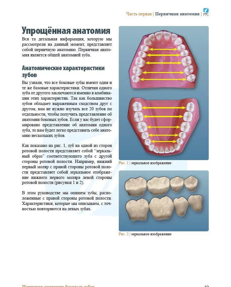 атлас анатомической формы зубов ptc. анатомия моляров и премоляров. атлас анатомической формы зубов ptc. анатомия для зубных техников. анатомия зубов для зубных.
