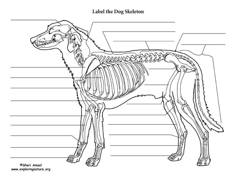 Осевой скелет собаки. Скелет собаки строение схема. Скелет собаки снизу. Строение скелета собаки анатомия.