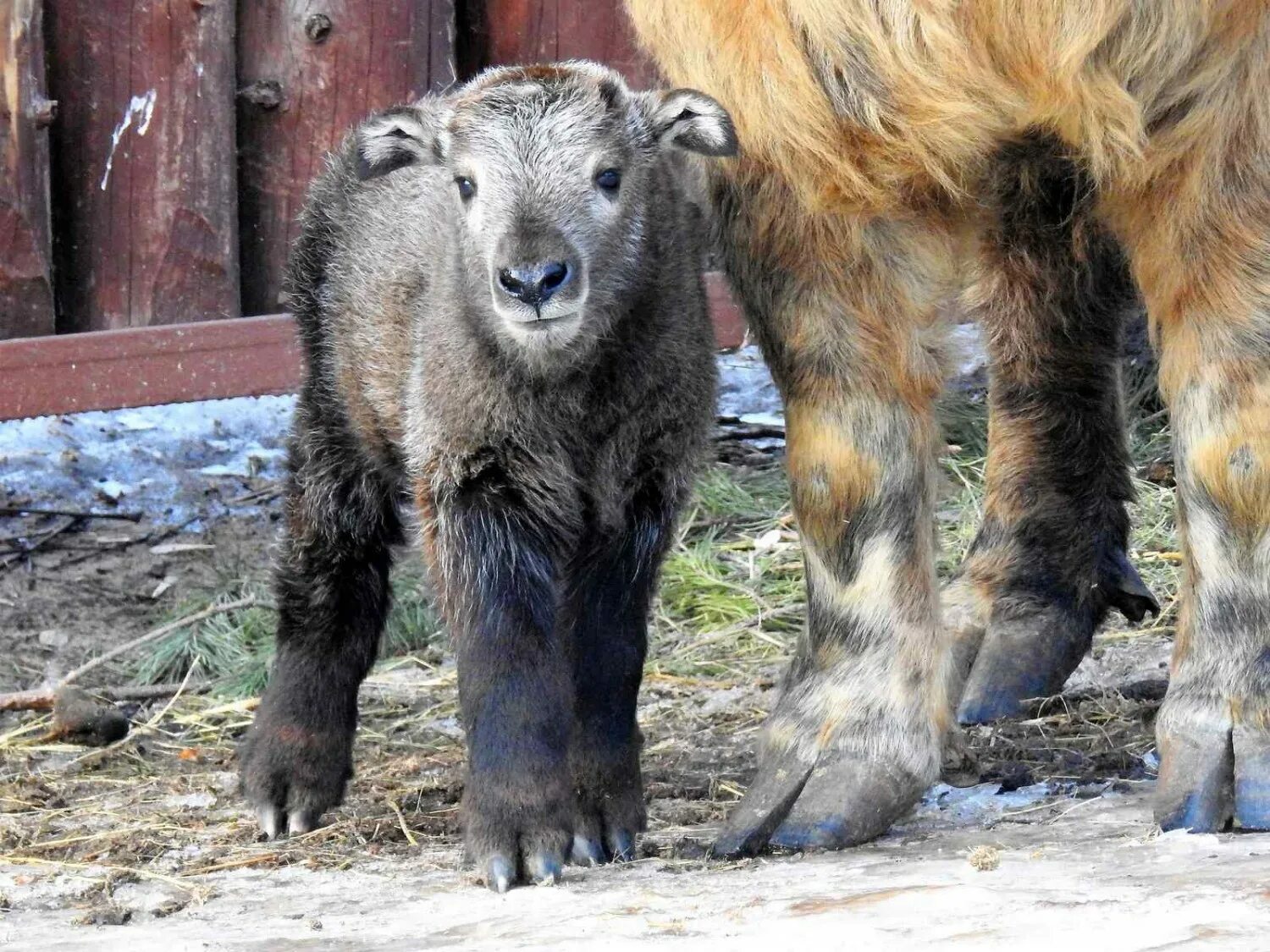 сычуаньский такин детеныш. детеныши в московском зоопарке. антилопа дикдик московский зоопарк. детеныши в московском зоопарке. капибары в московском зоопарке.