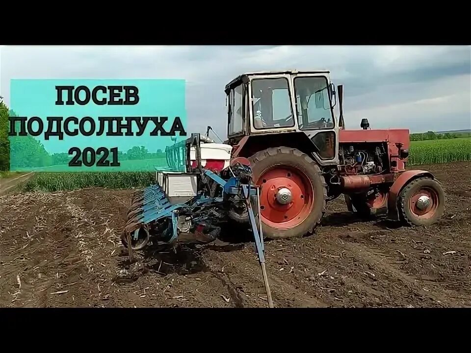 При посеве подсолнечника на 1000. Мтз 80 посев подсолнечника. юмз 2021. подсолнечник и трактор. трактор подсолнух.