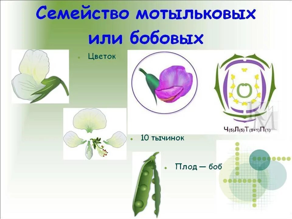 Семейство бобовых виды. Формула цветка семейства Мотыльковые. Строение цветков семейства бобовые. Формула цветка бобовые Мотыльковые. Семейство Мотыльковые бобовые строение.