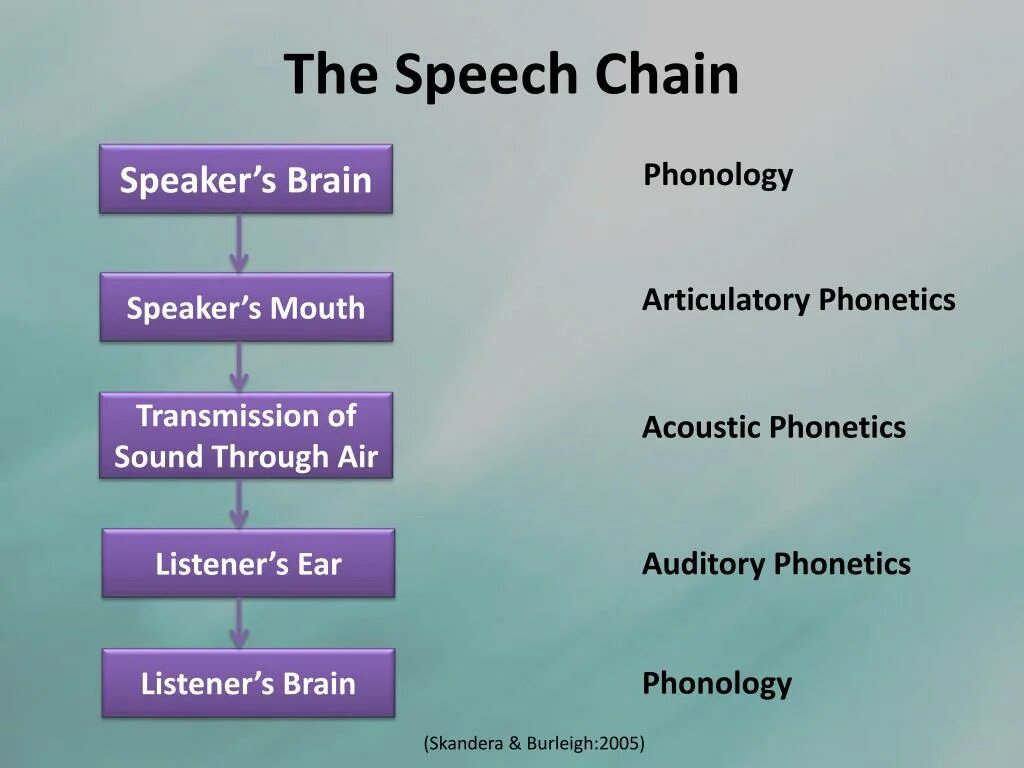 Order the speech. Speech Chain. Acoustic Phonetics. Functional Phonetics. Acoustic Phonetics is.