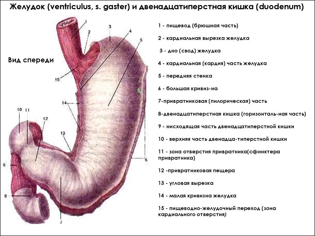 4 части желудка. Кардиальная часть желудка анатомия. Желудок анатомия человека латынь. Желудок строение анатомия пилорическая часть. Строение кардиального отдела желудка.