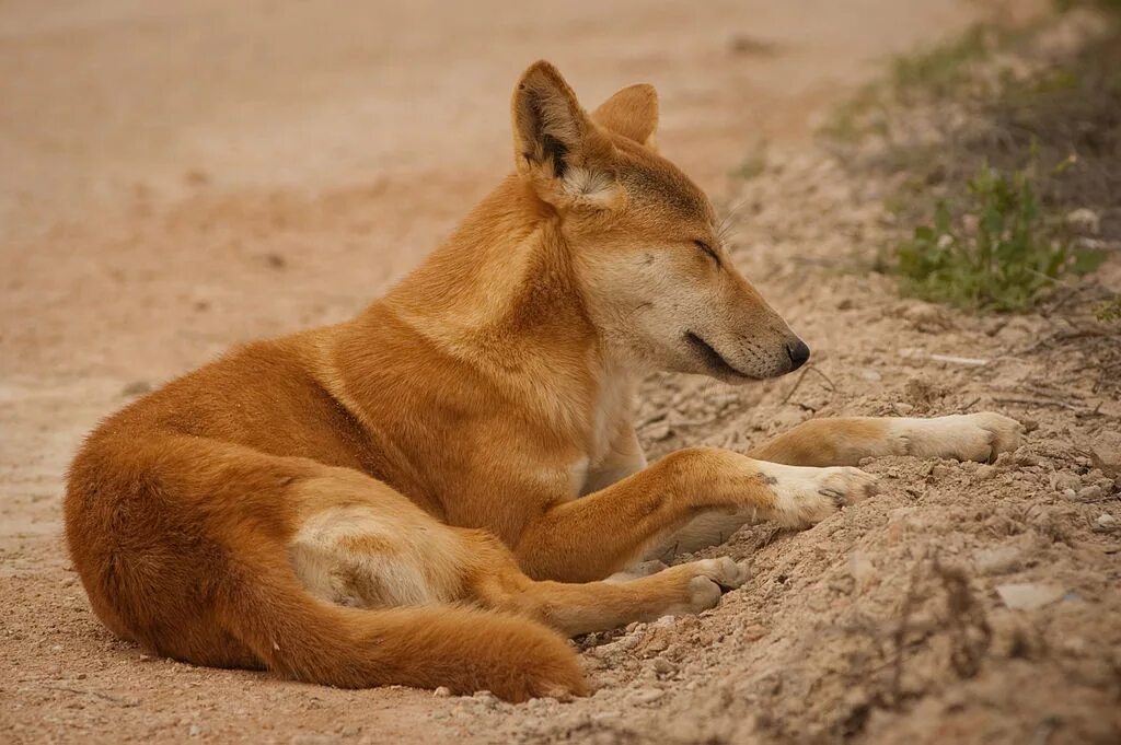 Swamp dingo
