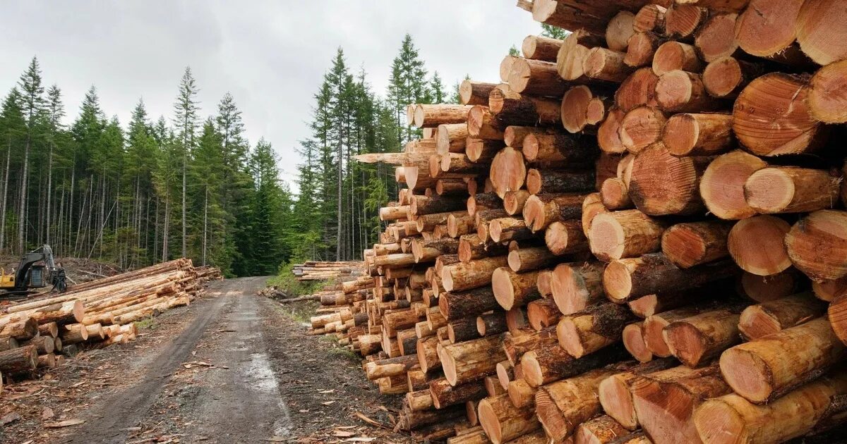 6 человек были смертельно травмированы на Гомельщине при проведении лесосечных р