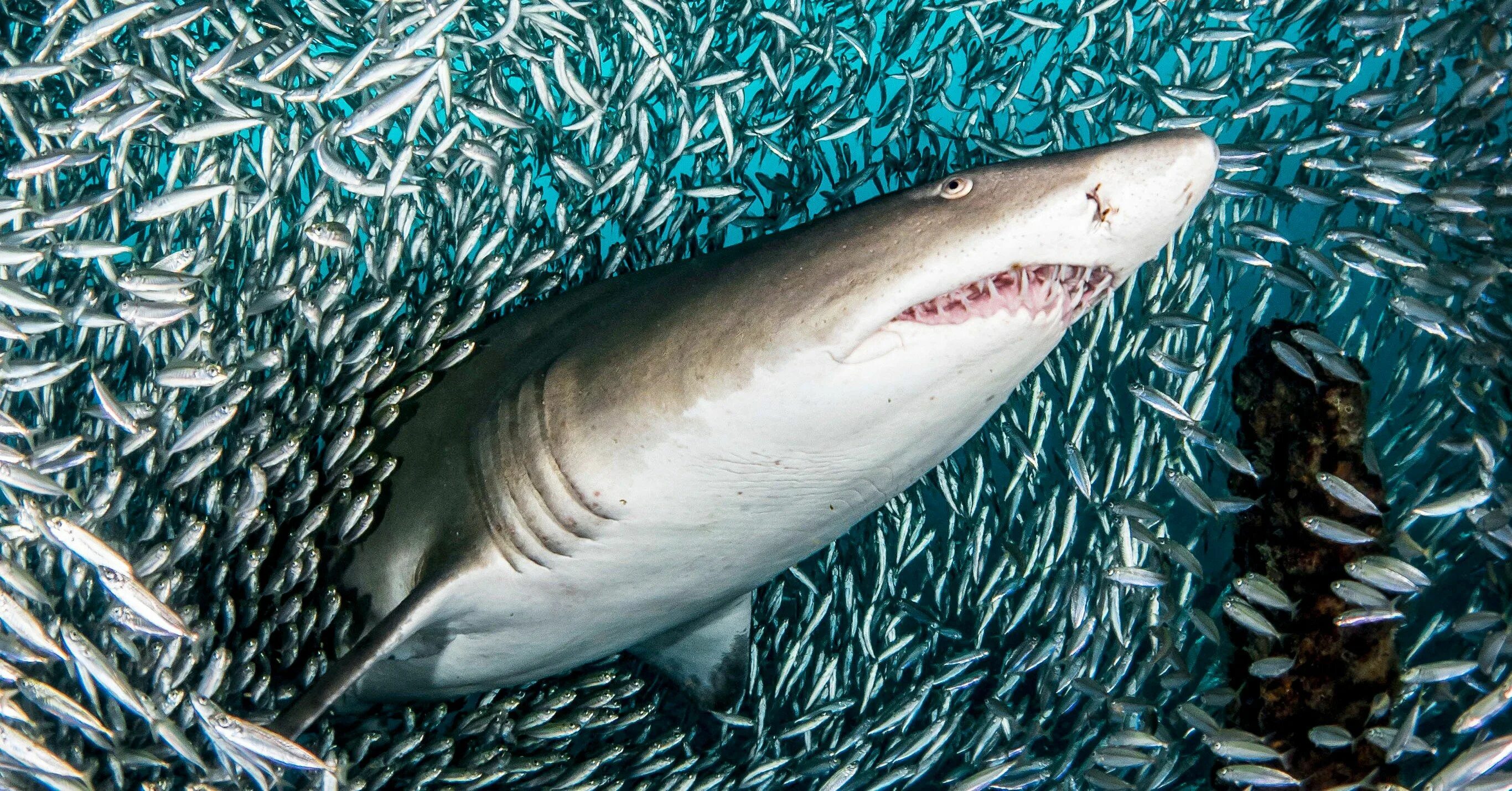 Мелкие рыбки около акулы. Косяк рыб фото. Тигровая акула селёдка. Анчоусы фото рыбки.