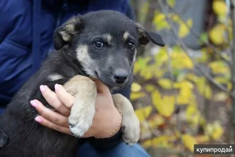 Ярославль щенки в добрые