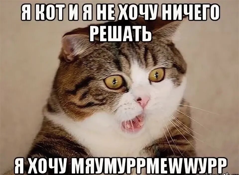 Мем посылающий. Ля ля ля. бесишь мем кот. ля ля ля ля ля ля ля.