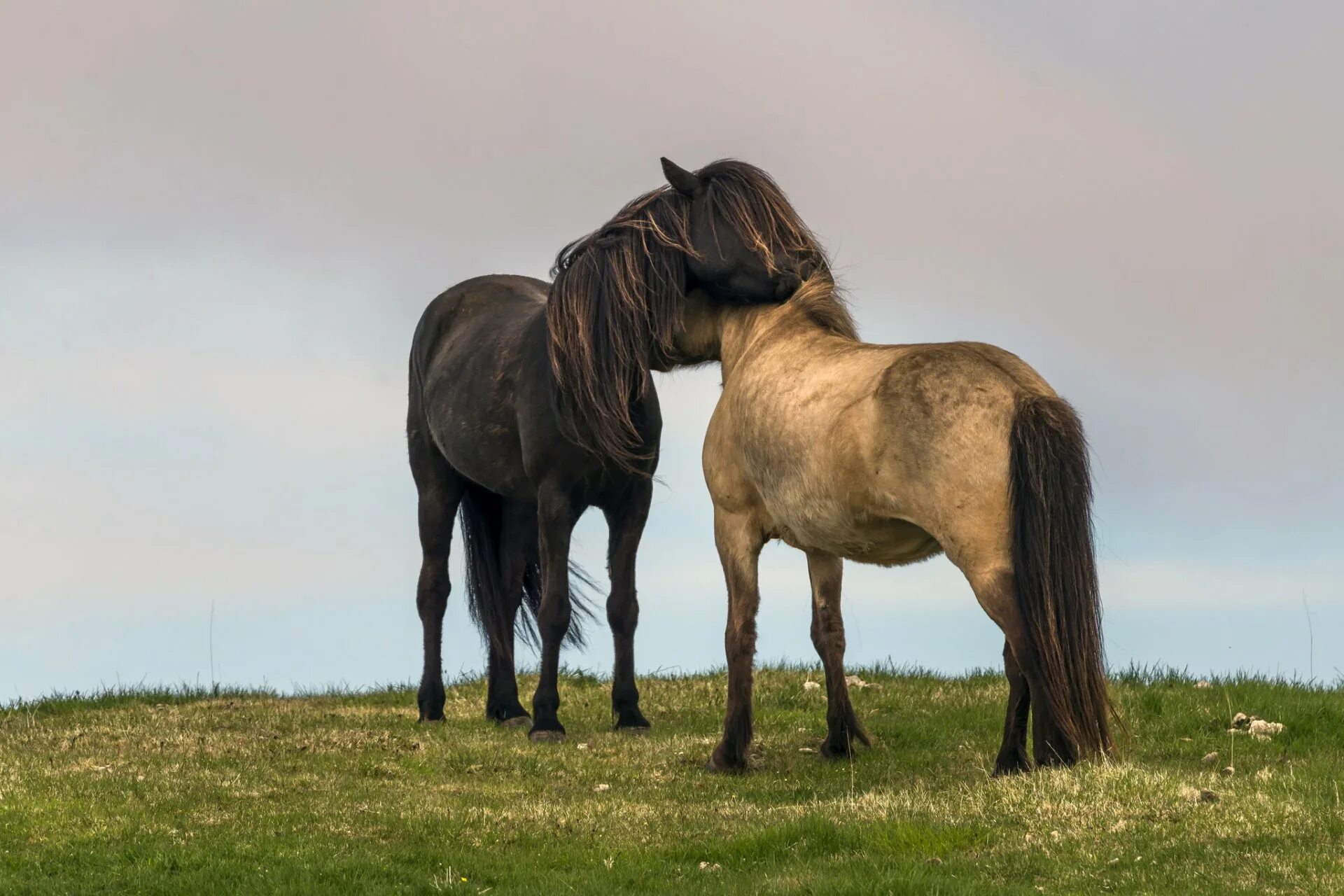 Влюбленные лошади. Две лошади. Пара лошадей. Две лошади любовь. Two horse