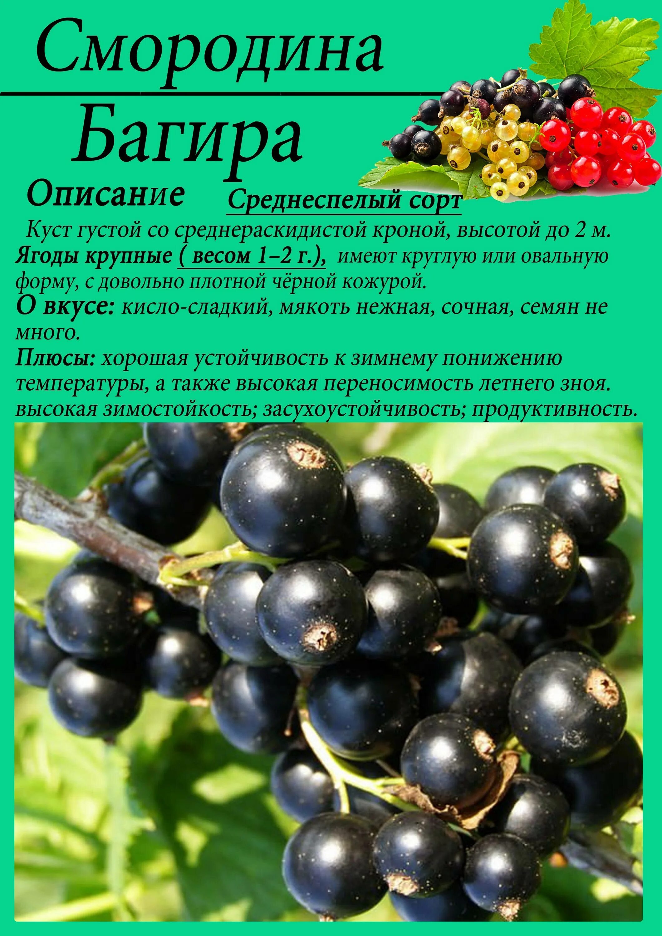 Смородина описание сорта фото Molot-Club.ru