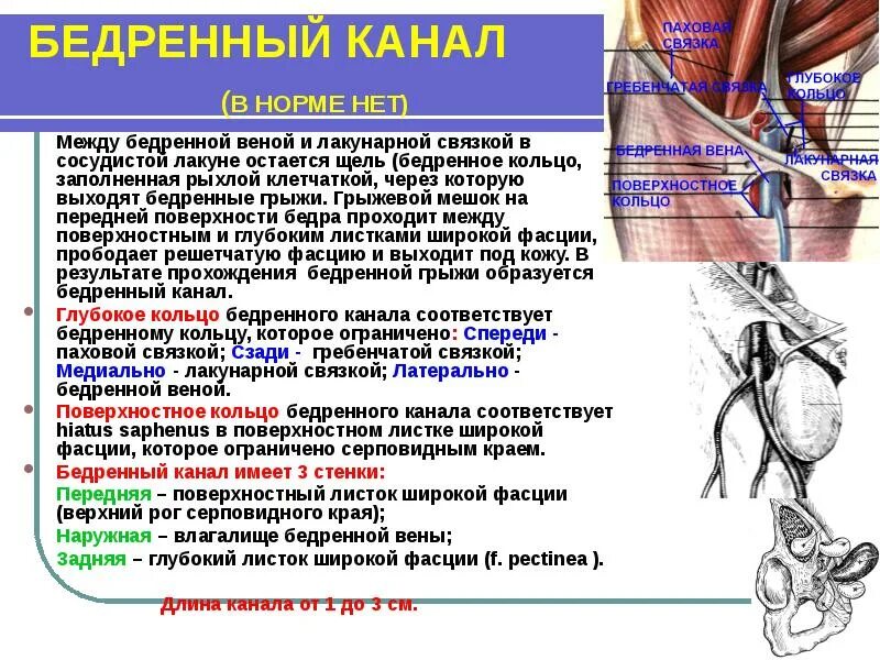 Паховая Вена катетеризация. Бедренный треугольник и бедренный канал. Бедренная Вена располагается в бедренном канале.