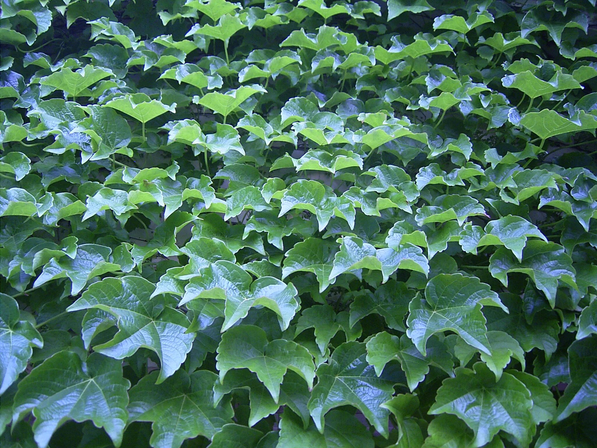 Появился плющ. Бостонский плющ (Parthenocissus tricuspidata). Плющ вечнозеленый (Hedera).. Партеноциссус Вичи.