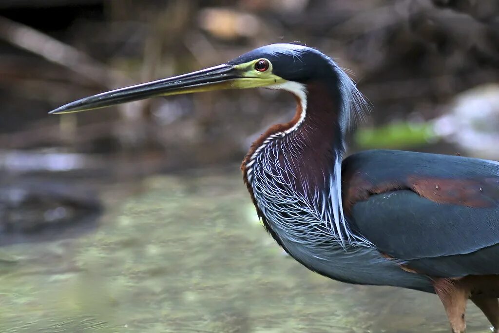 Оперение птицы название. Agami Heron. Агами - Agamia Agami. Агами птица. Птицы Перу.