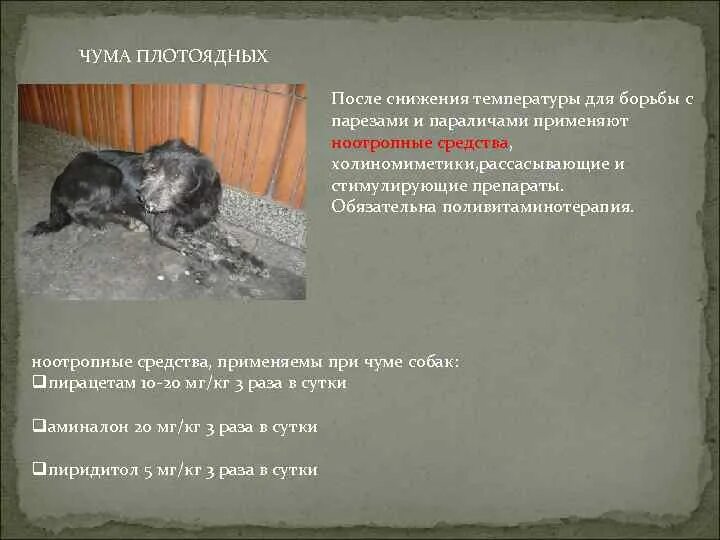 Вирус чумы плотоядных. Вирус чумы плотоядных