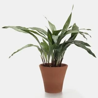 Low plants