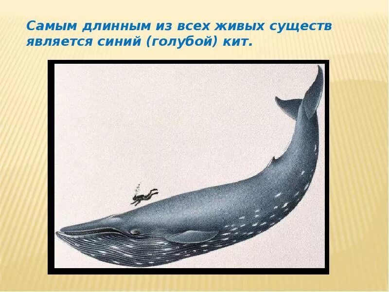 Сколько в длину кит. Голубой кит размеры. самый большой синий кит размеры и вес. большой синий кит размеры. синий кит вес.