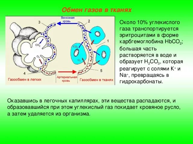 Перемещается углекислый газ из митохондрий в атмосферу. Нгазоообмден в легкизи такнчх. Газообмен в легких и тканях. Газообмен между легкими и тканями. Механизм газообмена в тканях.