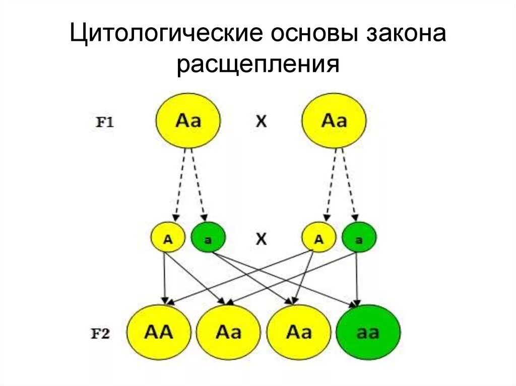 Соотношение расщепления во втором поколении. 2 закон менделя закон расщепления. второй закон менделя схема расщепления. 2 закон менделя расщепление. второй закон менделя правило расщепления гибридов f2.