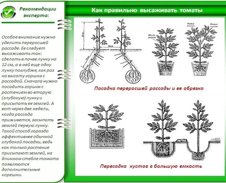 Схема рассады томатов. Высадка переросшей рассады. высадка рассады томатов схема. схема посадки томатов по два в лунку. рассада томатов хирургические методы.