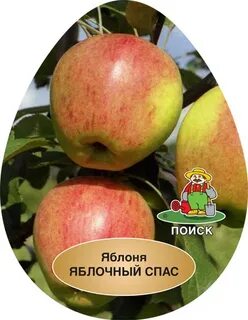 Яблони спас