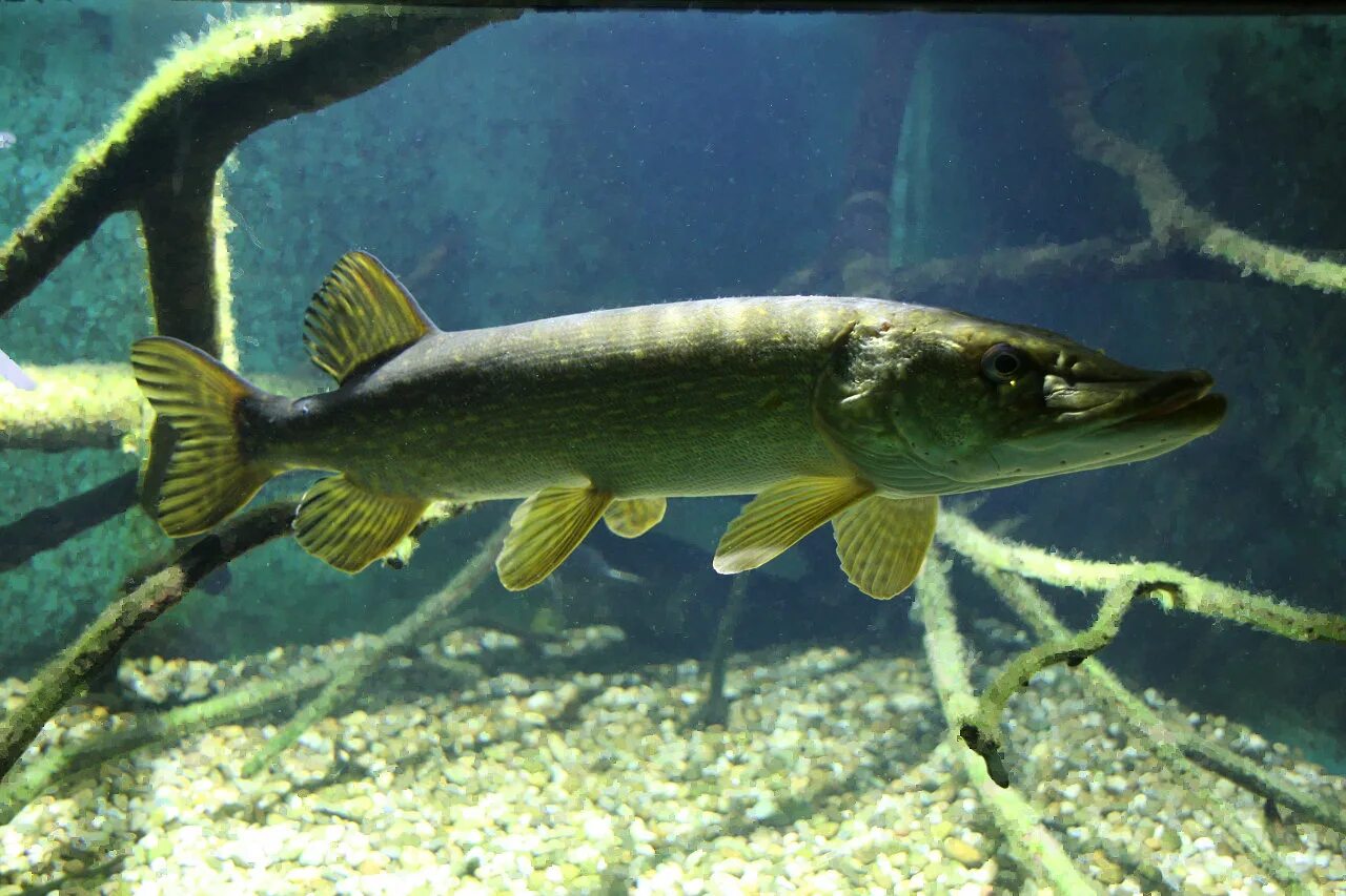 Рыбы пресноводных водоемов. Обыкновенная щука (Esox Lucius). Вид обыкновенная щука - Esox Lucius. Рыба щука Esox Lucius. Шортан.