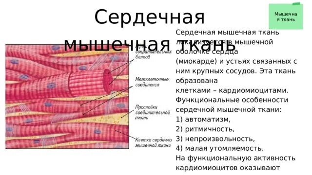 Сердечная мышца представлена тканью. Сердечная мышечная ткань. Строение сердечно мышечной ткани. Сердечная мышечная ткань мышечная ткань. Сердечная ткань.