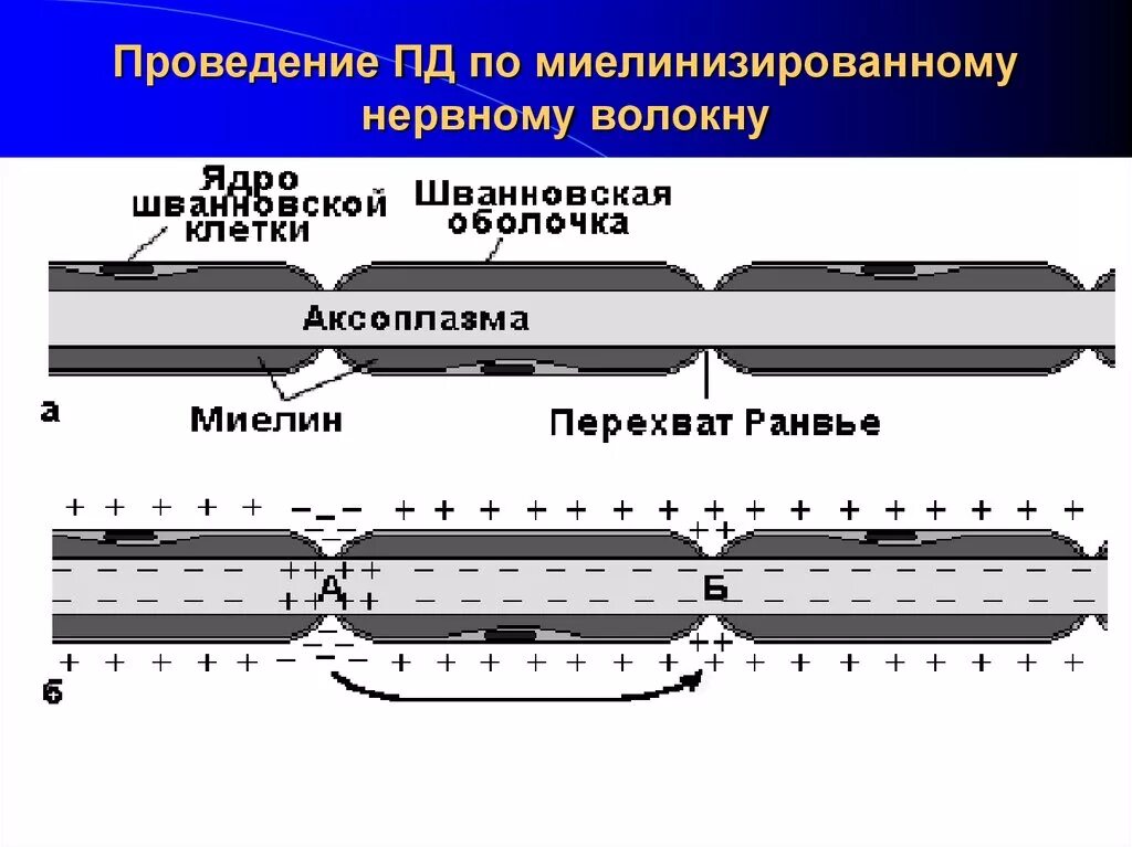 Проведение нервного импульса в миелинизированном волокне. Проведение нервного импульса в миелинизированном волокне