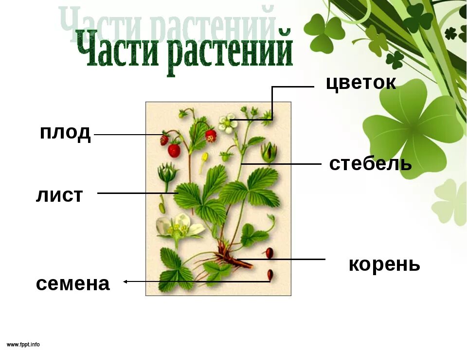 Цветок плод семя органы служащие для. Части растения. Строение растения. Название частей растения. Строение растения для детей.