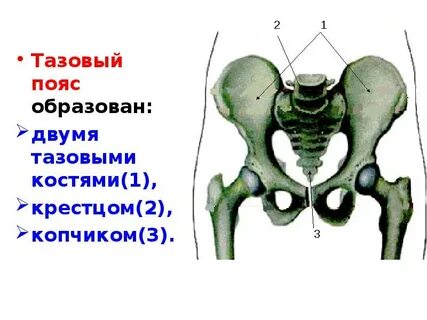 Тазовая кость относится к скелету