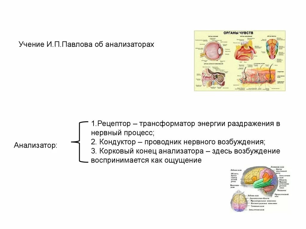 Назовите органы чувств почему павлов рецепторы органов. Учение и.п. Павлова об анализаторах. Анализаторы. Строение анализатора по и.п. Павлову.. 2. Учение и. п. Павлова об анализаторах. Павлов учение об анализаторах.