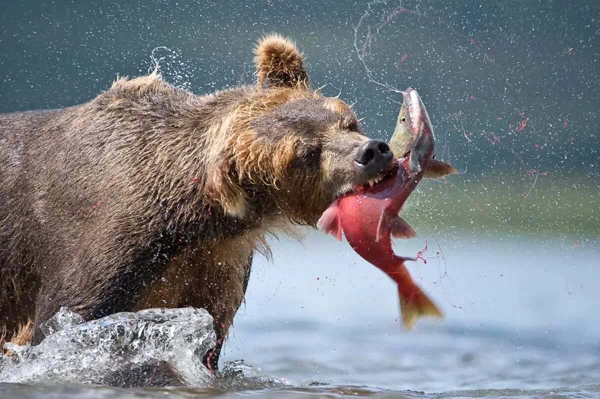 Какую рыбу есть медведь. Бурый медведь камчатки. sergey gorshkov. бурый медведь питается. сергей горшков фотограф дикой природы.