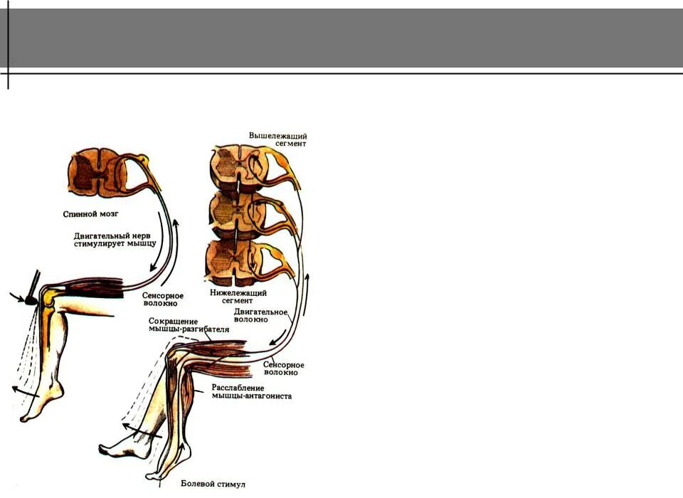 Проводниковая функция спинного мозга. Проводниковая функция спинного мозга схема. Проводниковая функция спинного мозга обусловлена. Рефлекторная и проводниковая функции спинного мозга.