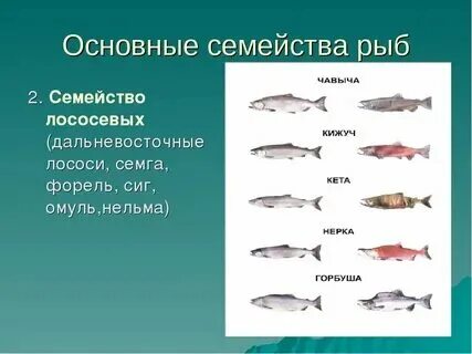 К какому продукту относится рыба