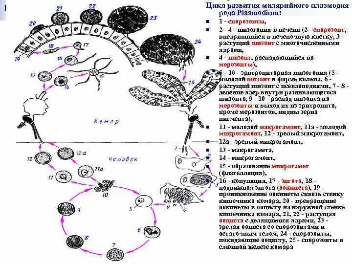 Цикл малярийного плазмодия 7 класс. Цикл развития малярийного плазмодия. Цикл развития малярийного плазмодия подробно. Цикл развития малярийного комара схема.