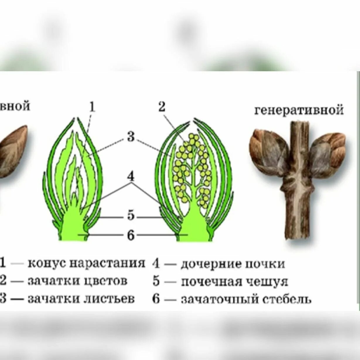 Строение вегетативной и генеративной почки. Строение почек растений вегетативная и генеративная. Вегетативная и генеративная почка рисунок. Строение генеративной почки.