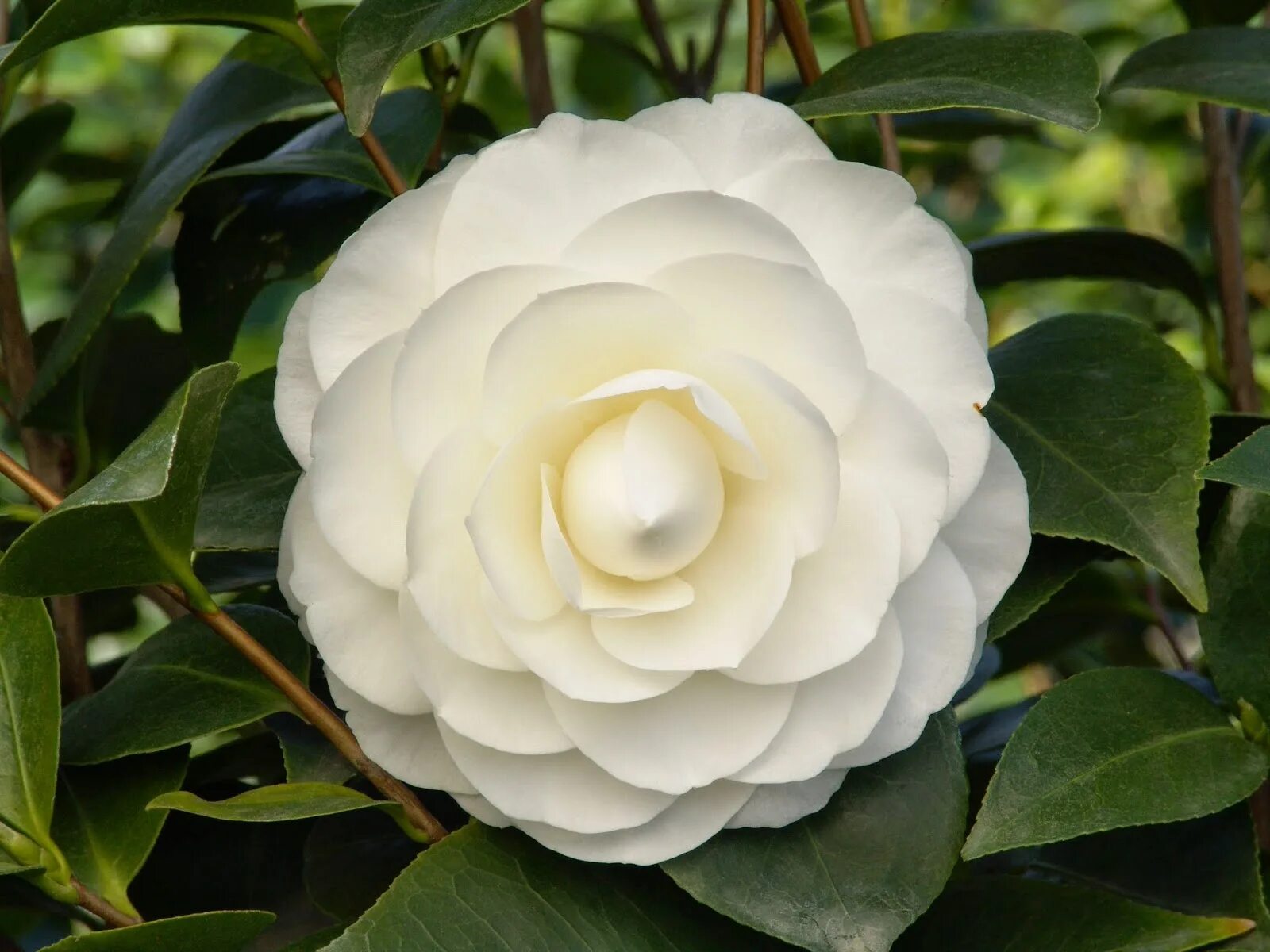 Камелия сорта. Камелия дабл уайт. камелия japonica gem. камелия nuccios gem. камелия леди кэмпбелл.