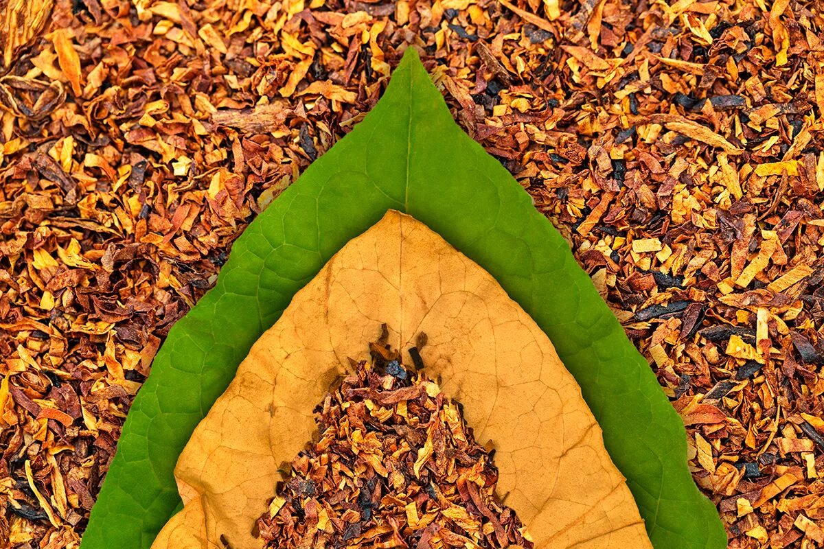 Листьев в колпаке. Вирджиния Малави табак. Табачный лист. Листья табака. Сухие листья табака.