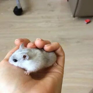 Самого дешевого хомяка