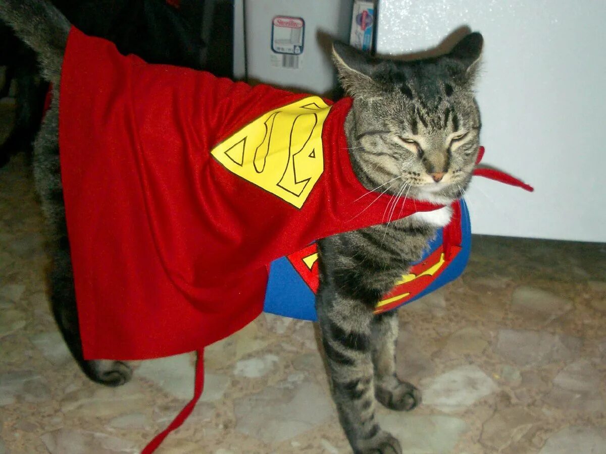 Кот в костюме супергероя. Кот Супермен. Кот в костюме Супермена. Кот в плаще. Дать супер коту