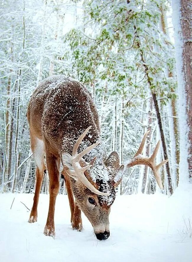 Таёжная куница. Животные в зимнем лесу. Лес снег животные. Звери в зимнем лесу. Олень в зимнем лесу.