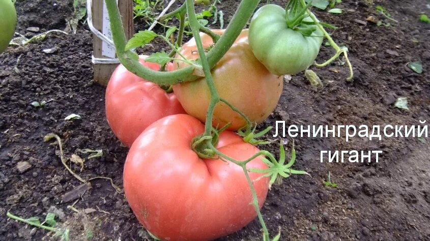 помидоры сорт торквей. томат волгоградский раннеспелый. томаты ленинградский розовый. томат ленинградский скороспелый. семена томатов ленинградский гигант.