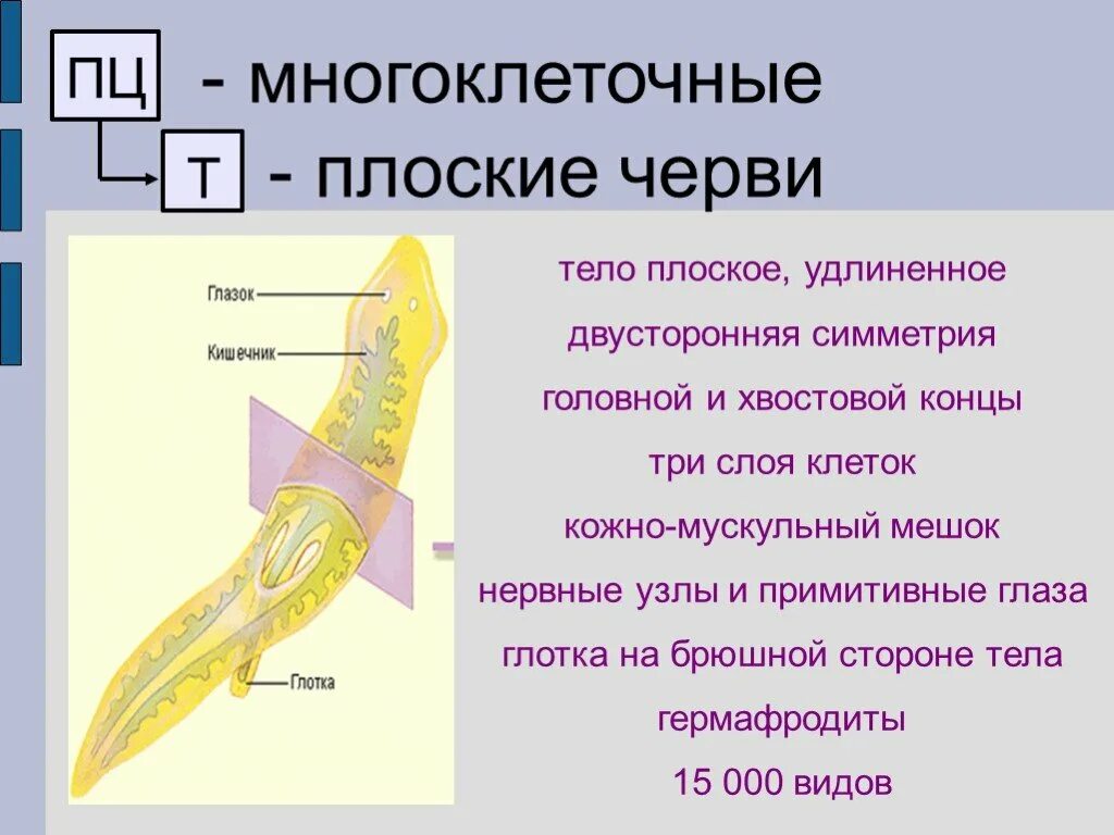 Имеет удлиненную форму в. Плоские черви двусторонняя симметрия. Части тела плоского червя. Плоские черви три слоя клеток. Плоские черви симметрия тела.