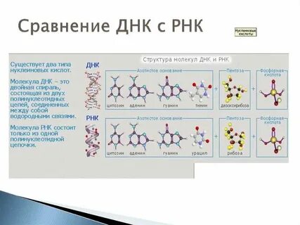 Строение днк и рнк вируса
